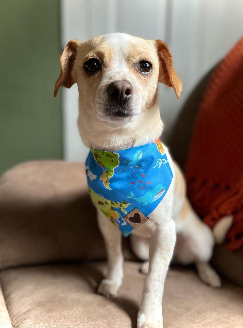 Earth day Bandana & Bow